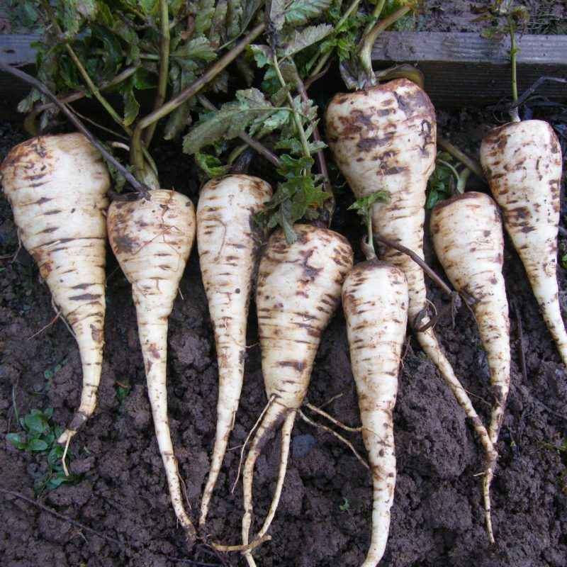 Parsnip, Bedford Monarch