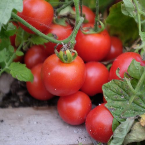 Mrs Ruck's Tomato