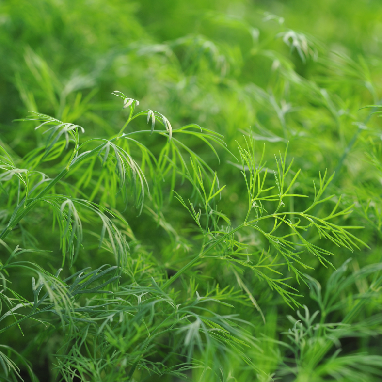 Herb, Dill 'Sweet Mona's'