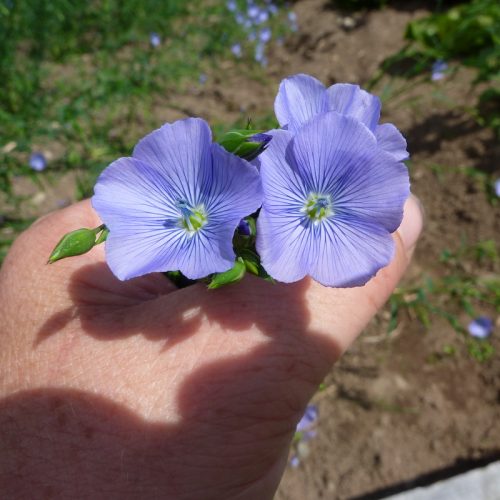 Flax/Linseed Wholesale