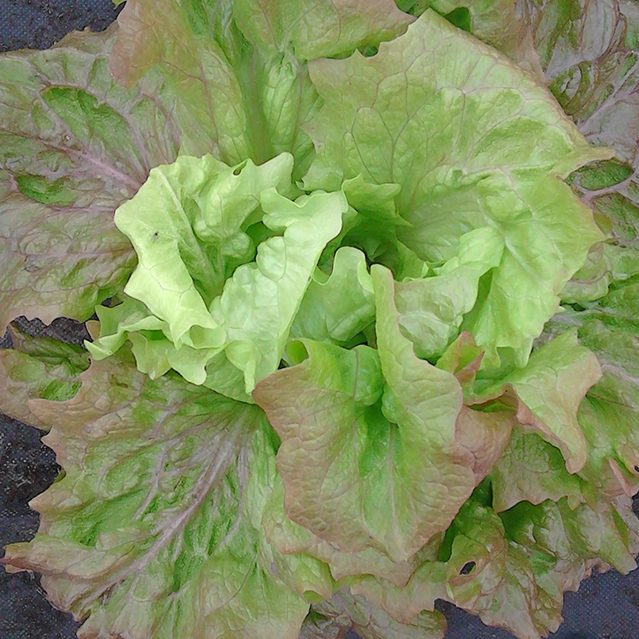 Lettuce, Grandpa Admires