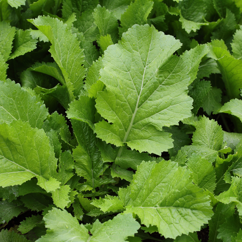 Salad Leaves & Greens, Hayachinena Japanese Greens