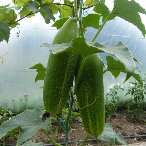 Cucumber