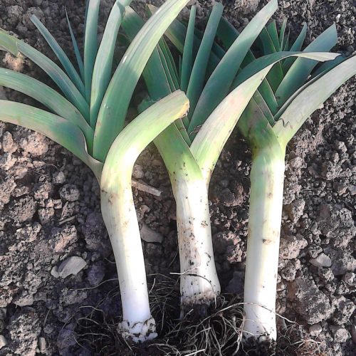 Leek