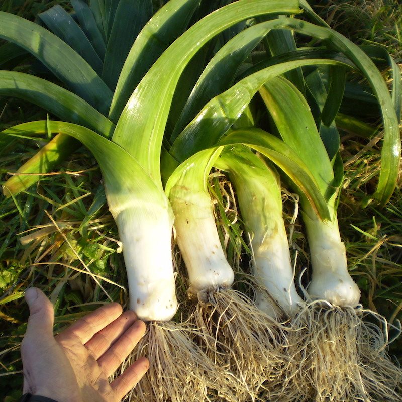 Leek, Monstrueux D’Elbeuf