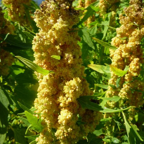 Quinoa