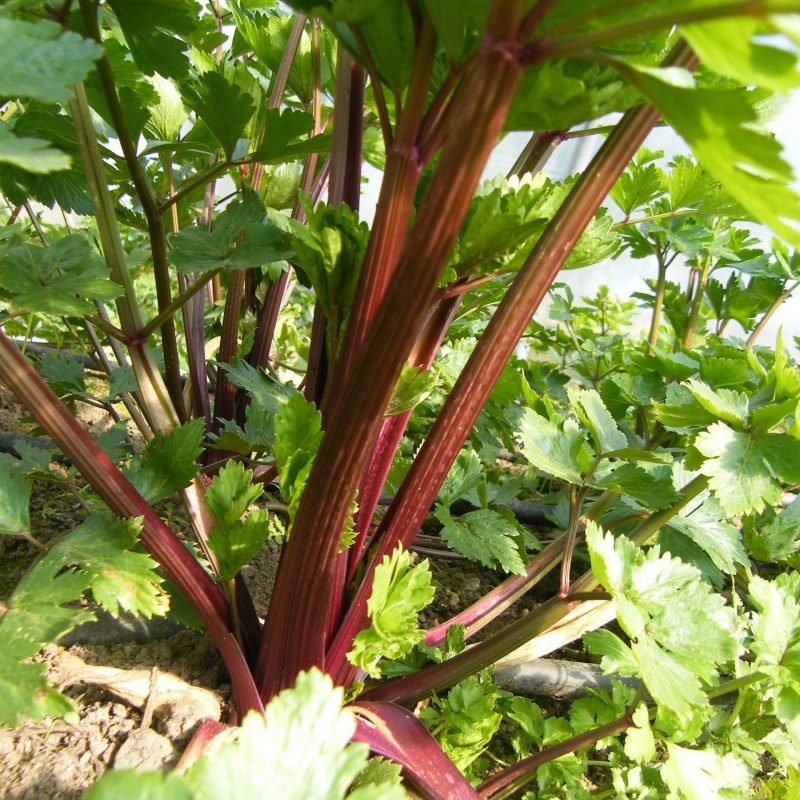 Celery, Redventure
