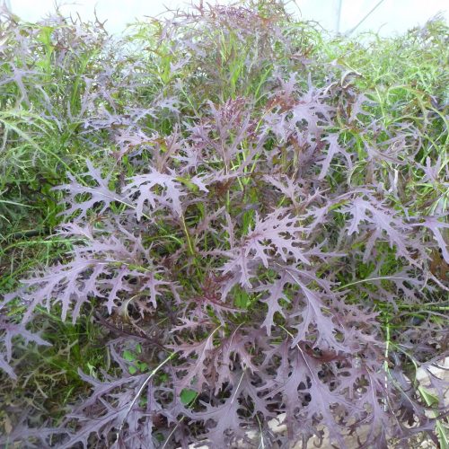 Salad Leaves & Greens Wholesale