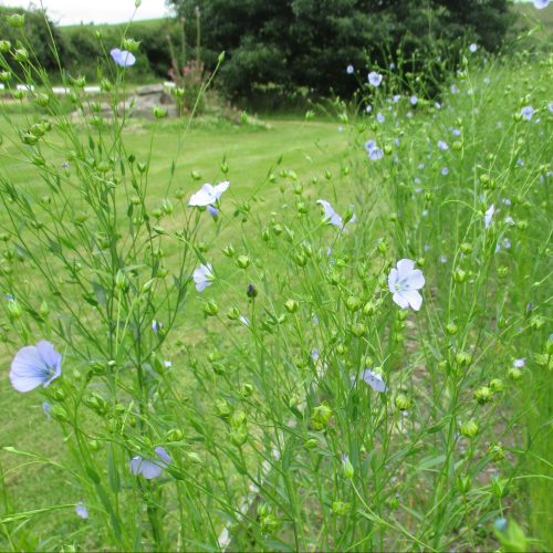Flax/Linseed