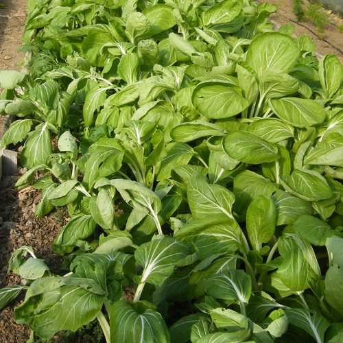 Salad Leaves & Greens