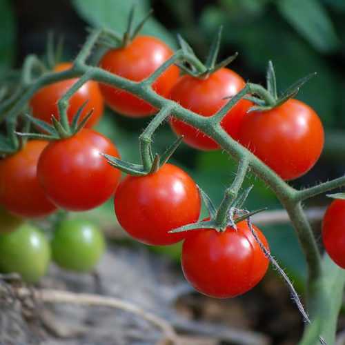 Tomatoes, Peppers & Chillis