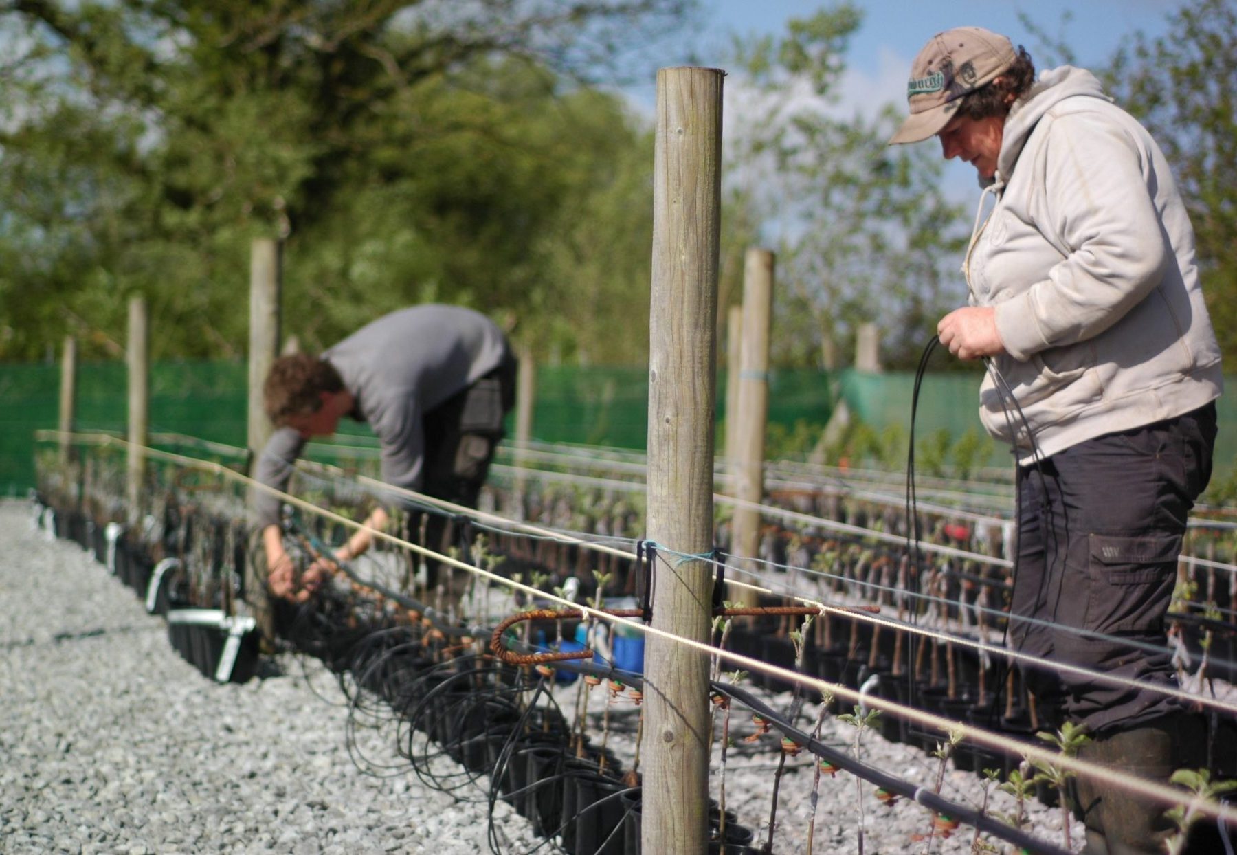 Organisation / Company Supporter