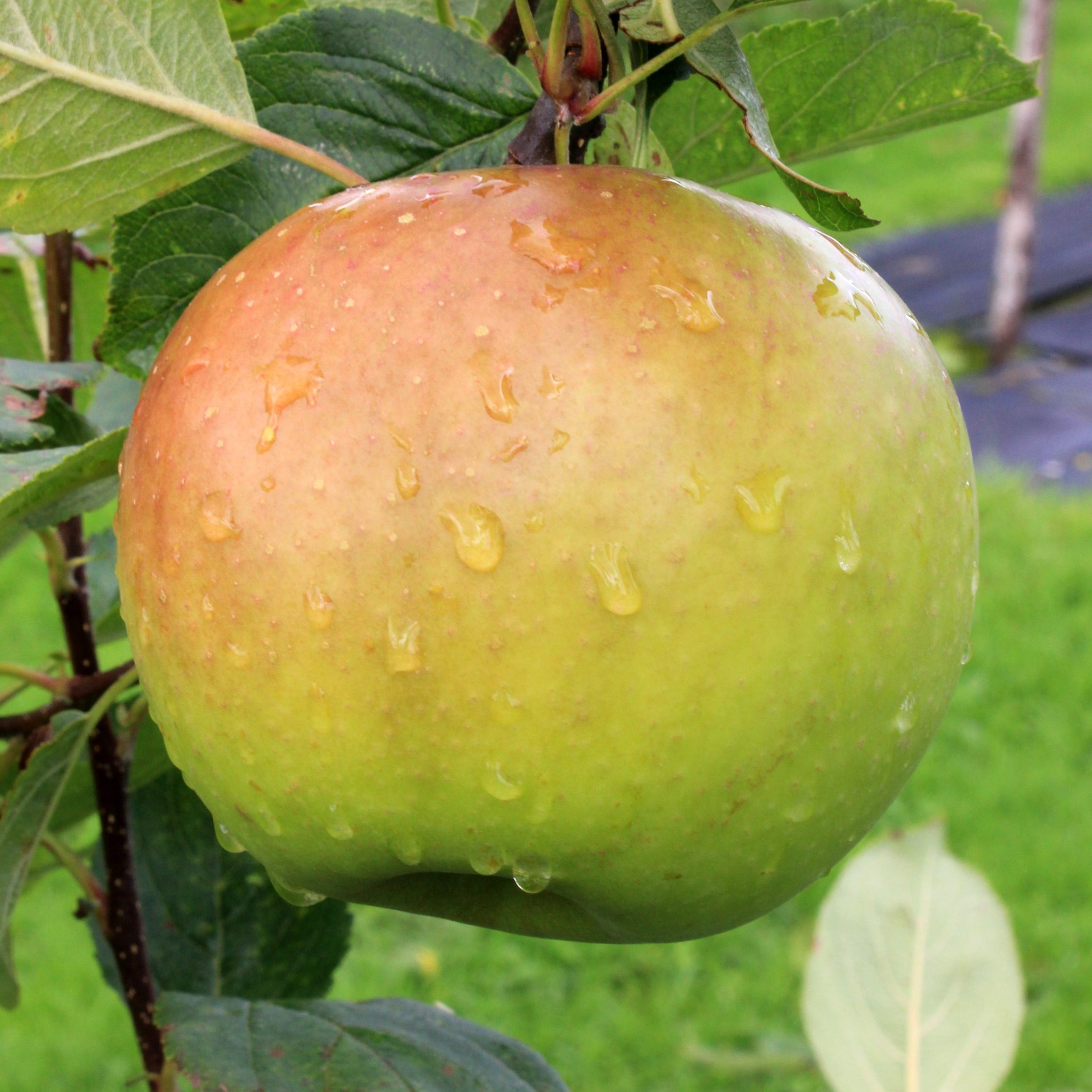 Gibbon's Russet - Image 2