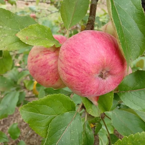 Lough Tree of Wexford fruit on tree
