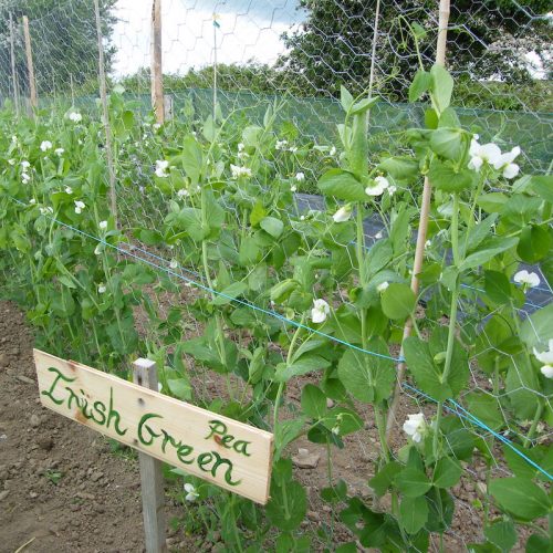 Irish Green Pea