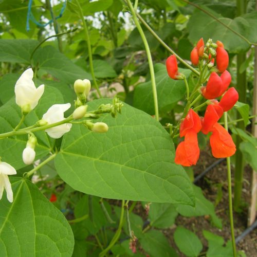 Jack's Runner Bean
