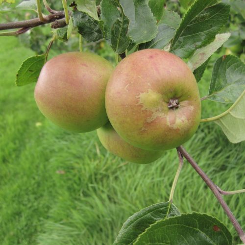 Kilkenny Pearmain