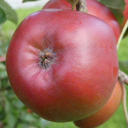 Leitrim Red (aka Red Victoria)