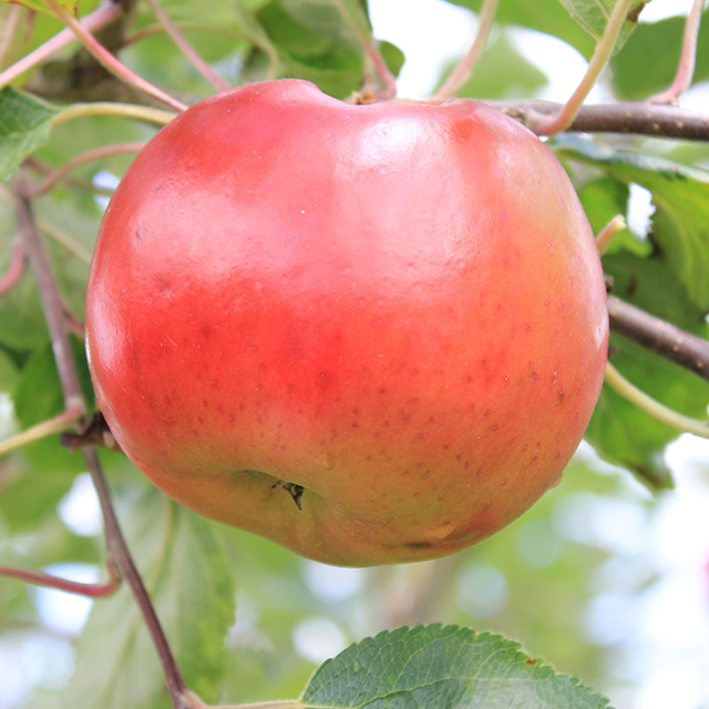 Leitrim Red (aka Red Victoria)