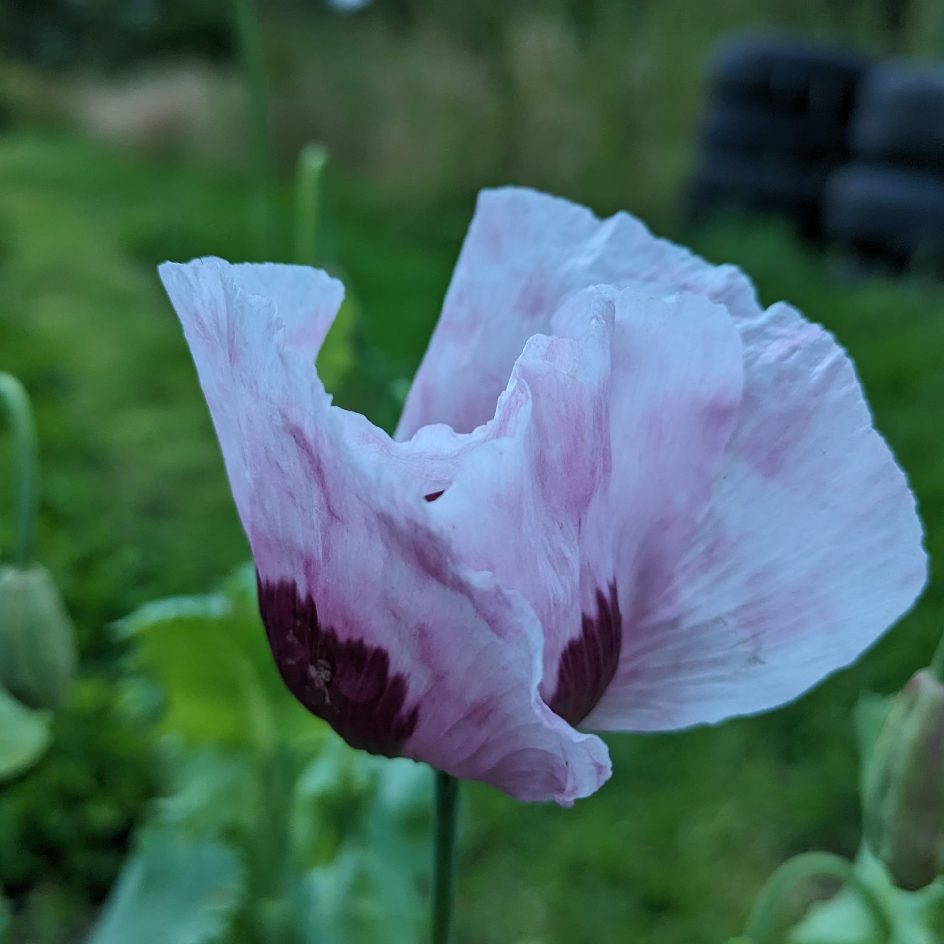 Poppy Mix