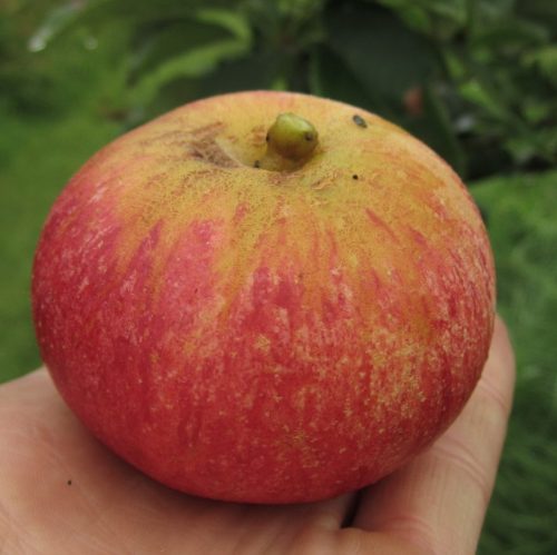 Rose Hogan apple
