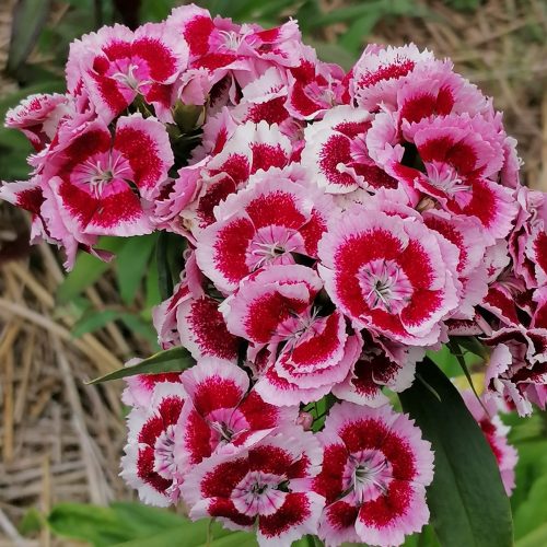 Supporter-Only Seeds