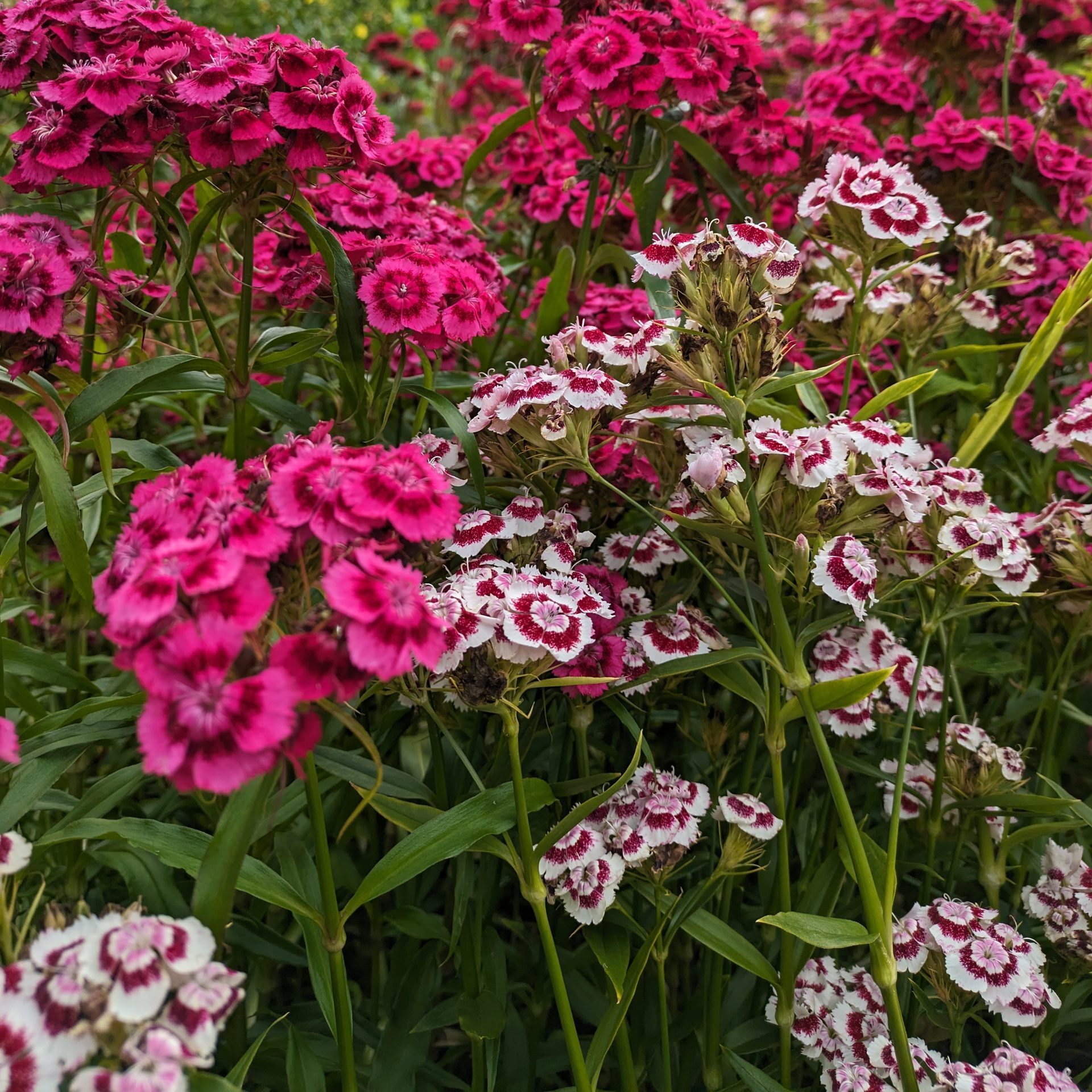 Flower, Grandmother's Sweet William - Image 3