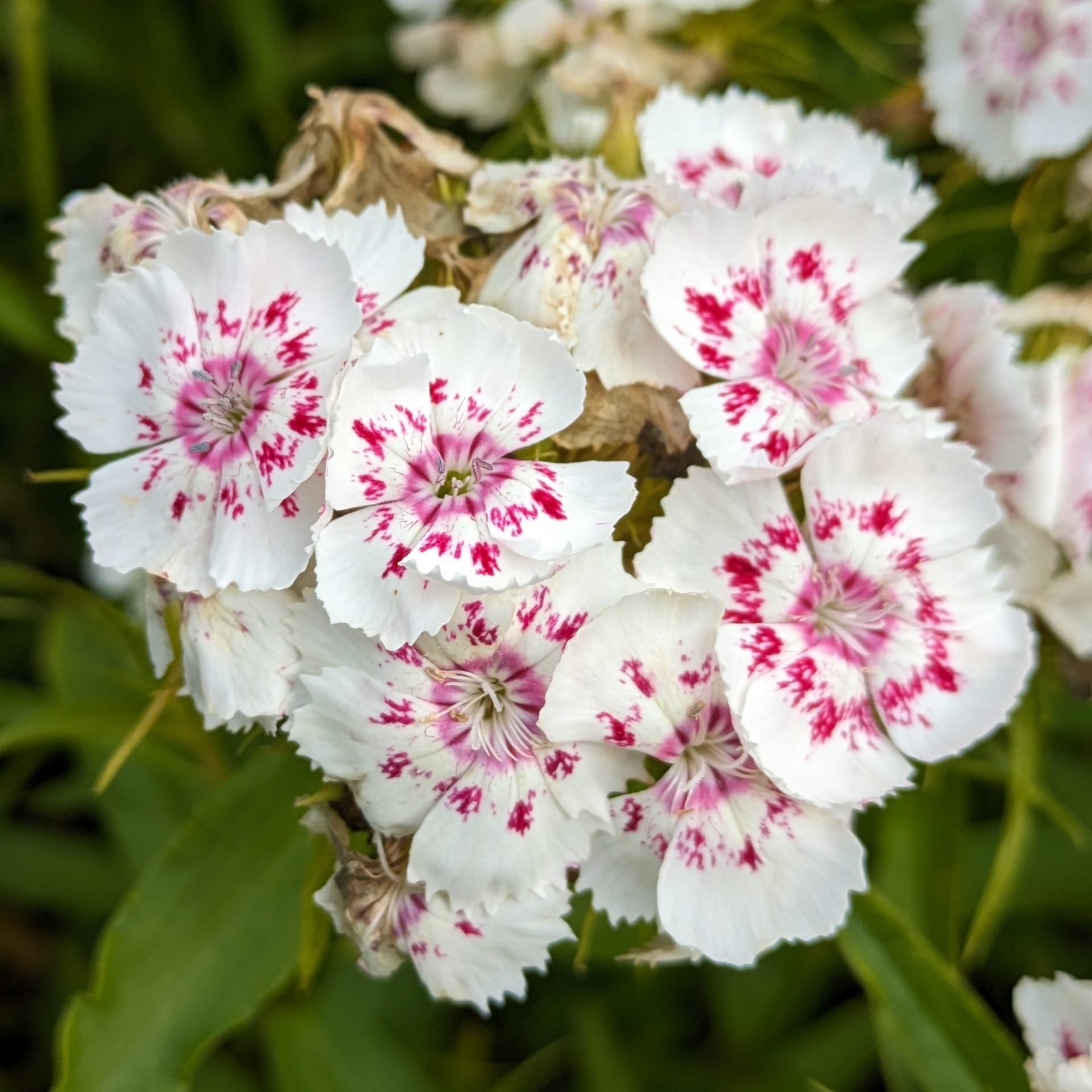 Flower, Grandmother's Sweet William - Image 2