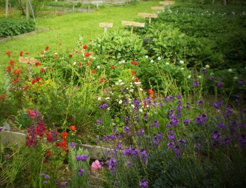 Heritage Seed Gardens Tour – Friday 22nd August