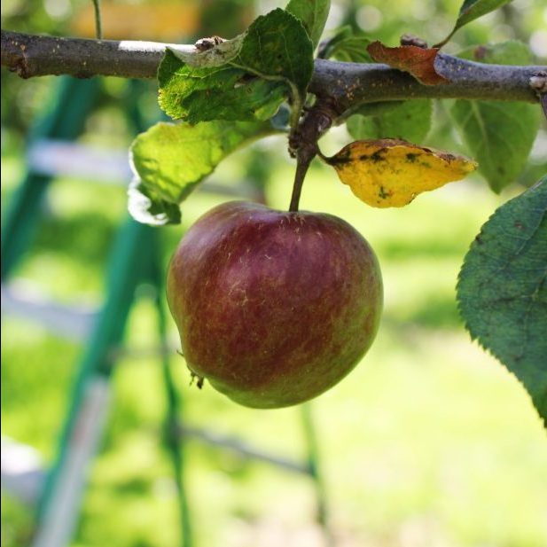 Creating an Orchard - Saturday 20th September