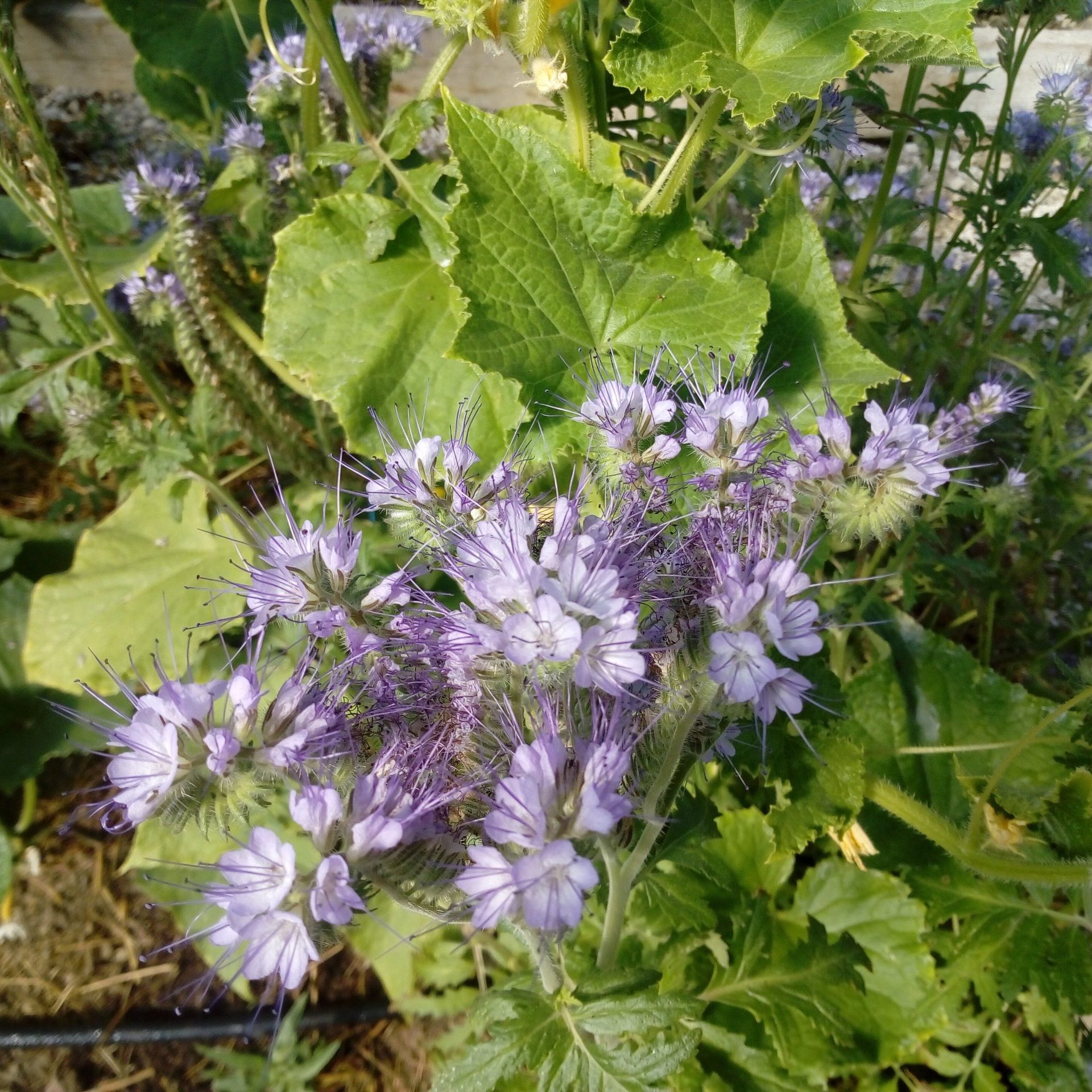 Summer Green Manure Seed - Phacelia - Image 2