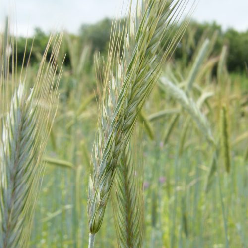 Rye