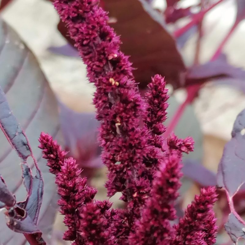 Flower, Hopi Red Dye Amaranth