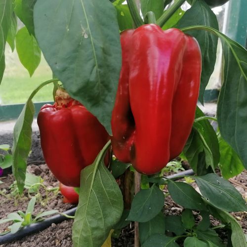 Tomatoes, Peppers & Chillis Wholesale