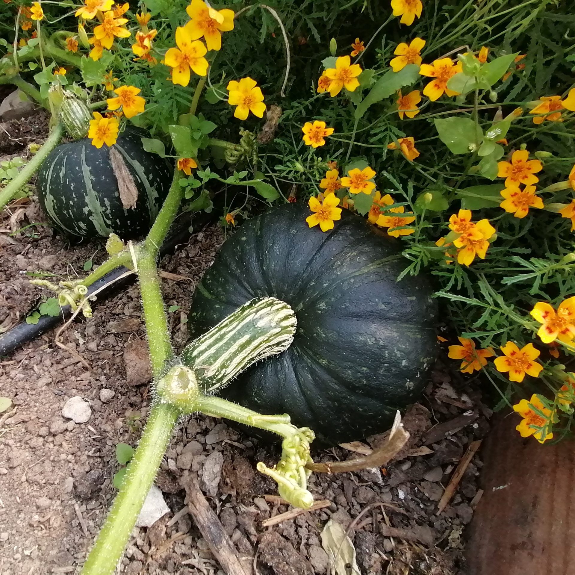 Pumpkin, Ebisu - Image 2