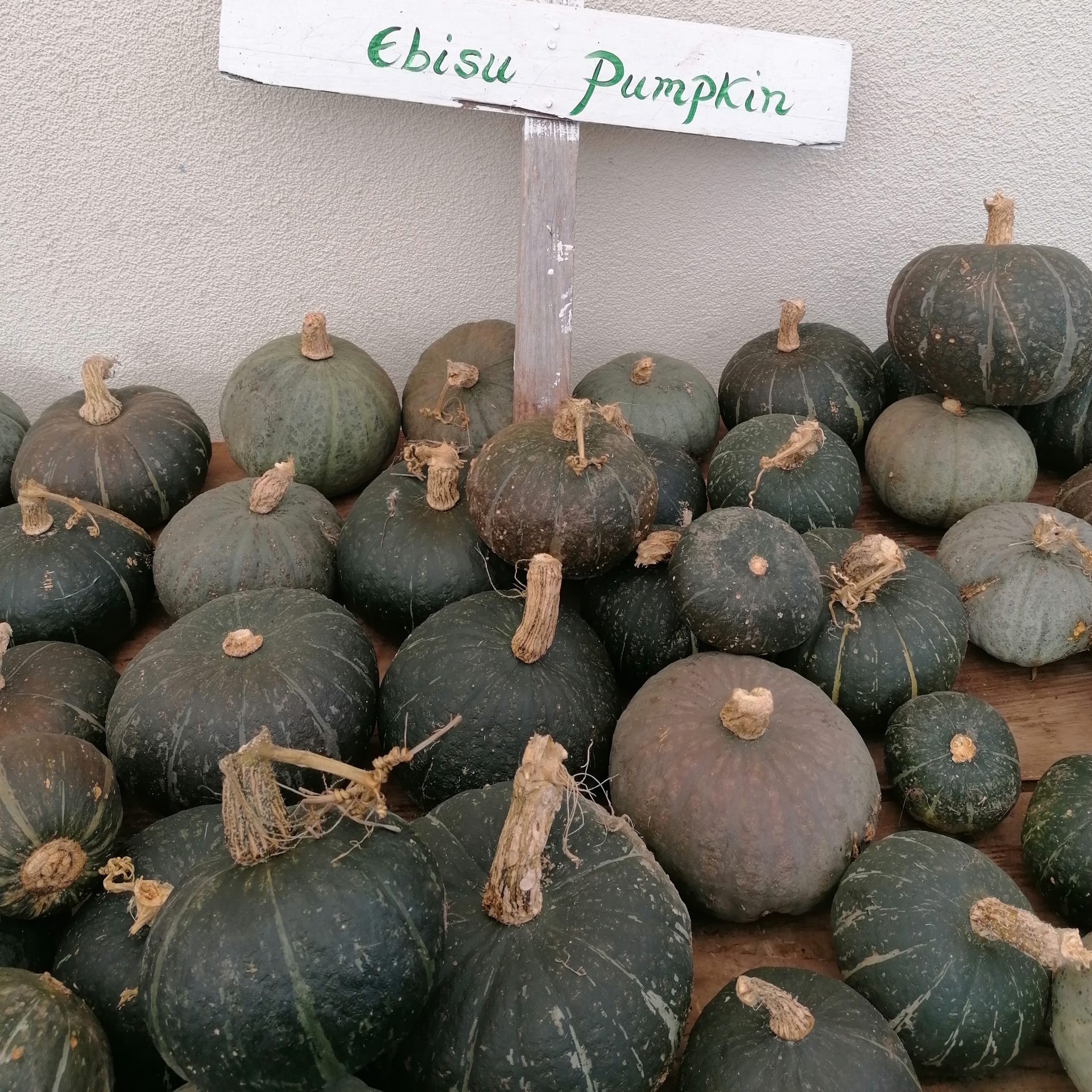 Ebisu Pumpkin