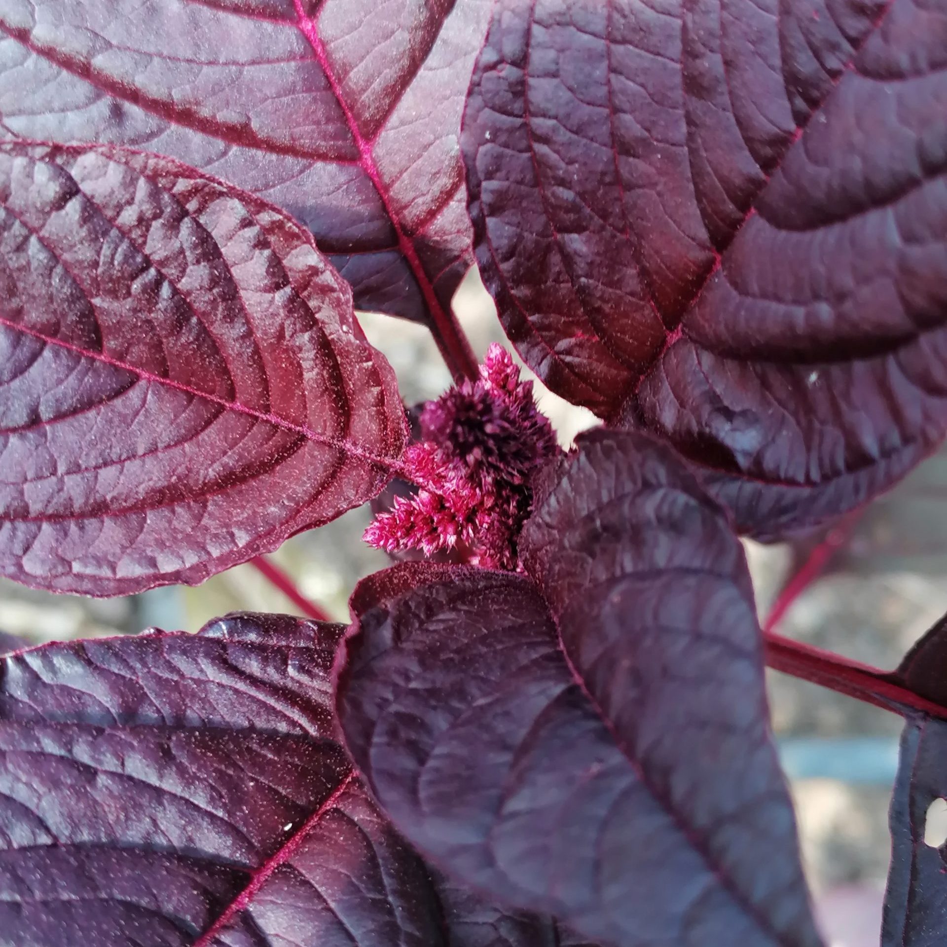 Flower, Hopi Red Dye Amaranth - Image 2