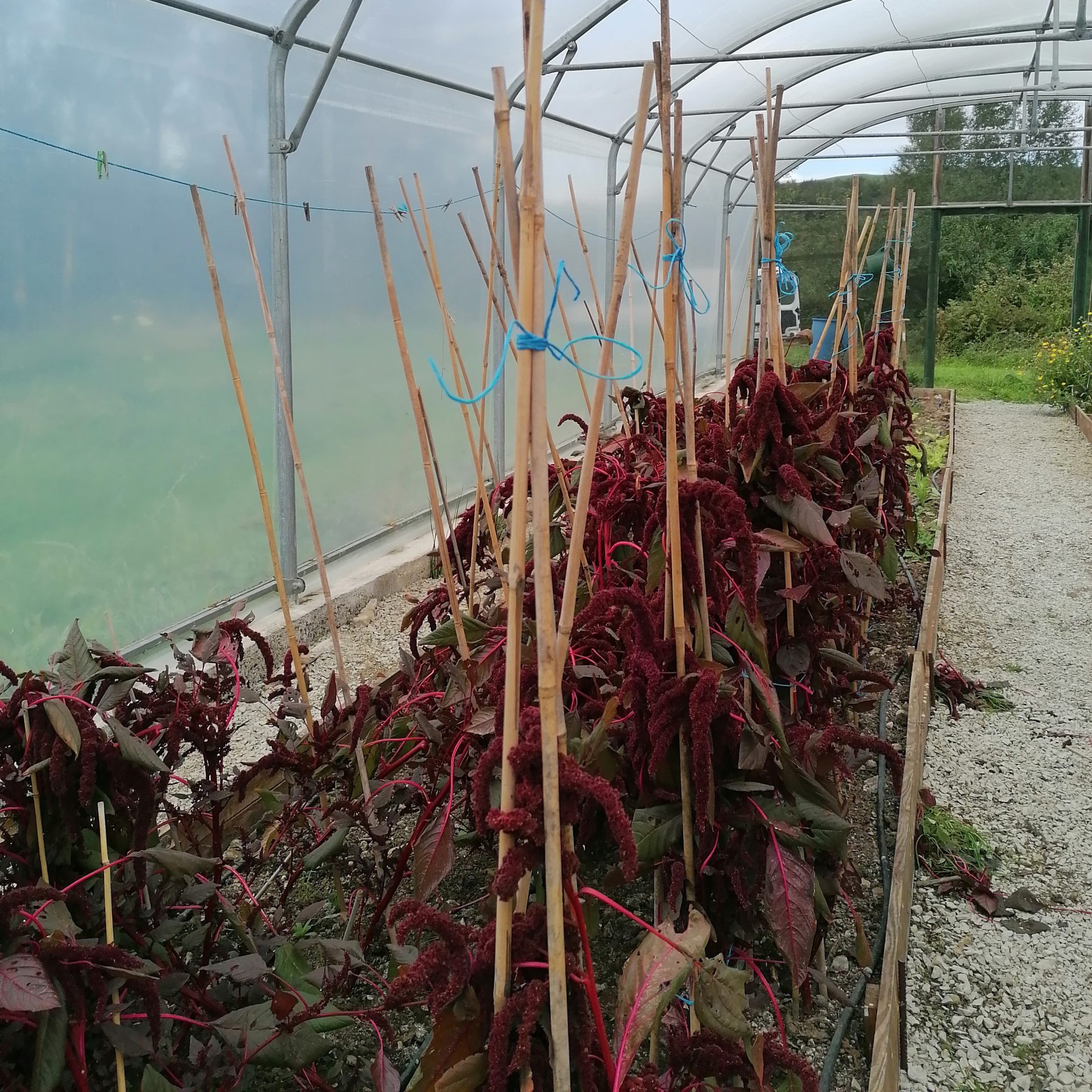 Hopi Red Dye Amaranth