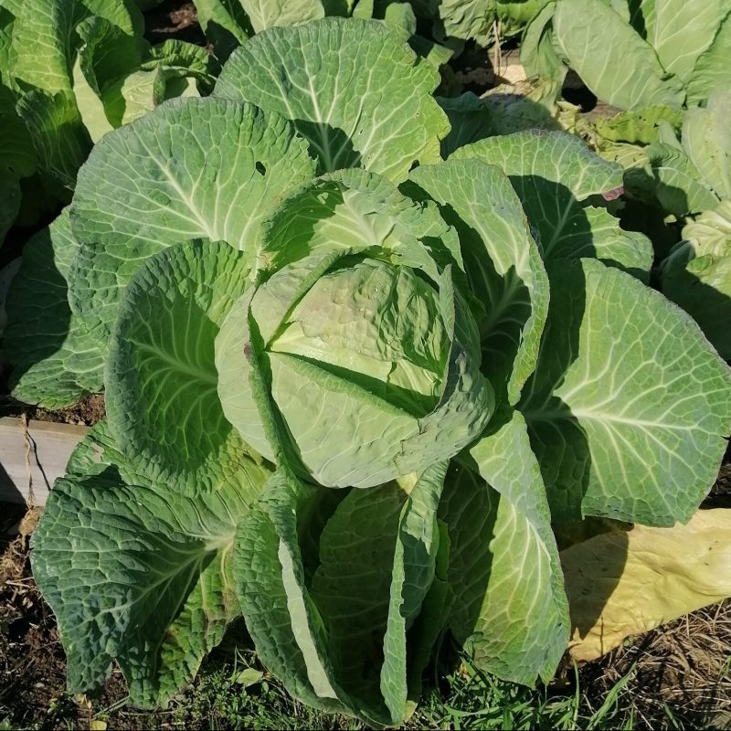Cabbage, Mayo Common