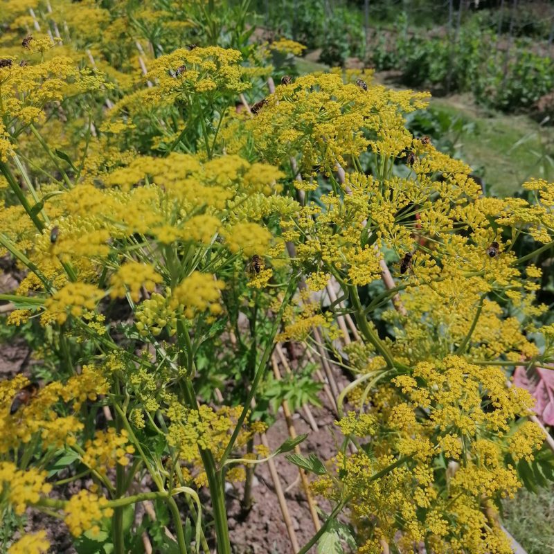 Flower, Woad 'Tewkesbury'
