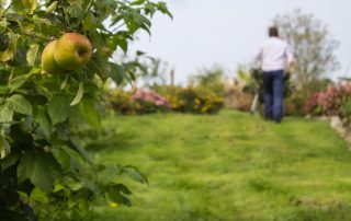 Orchard Worker