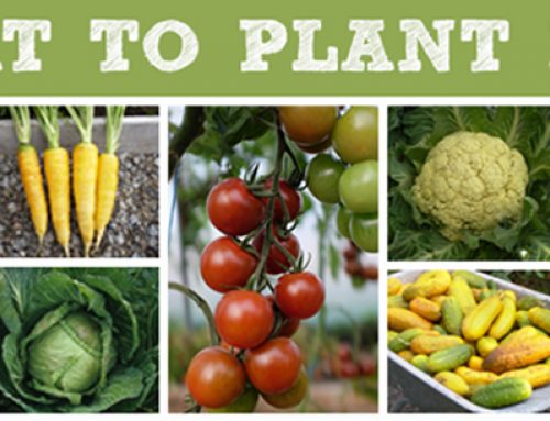 What to plant in August