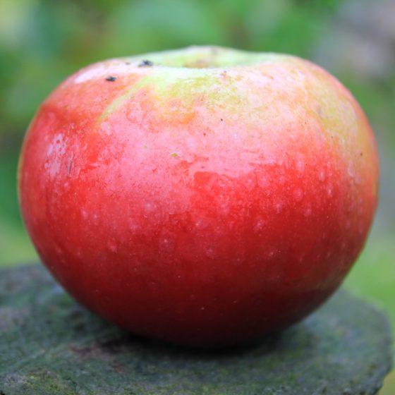 Blood of The Boyne (aka Devonshire Quarrenden)