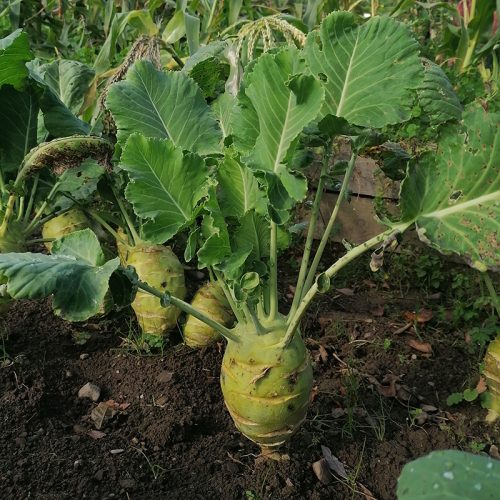 Kohlrabi