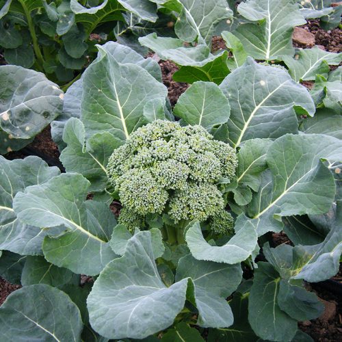 Brassicas