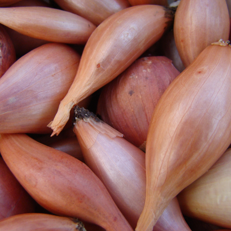 Shallots, Zebrune