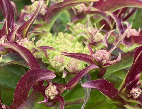 Life on the Farm – June 2022