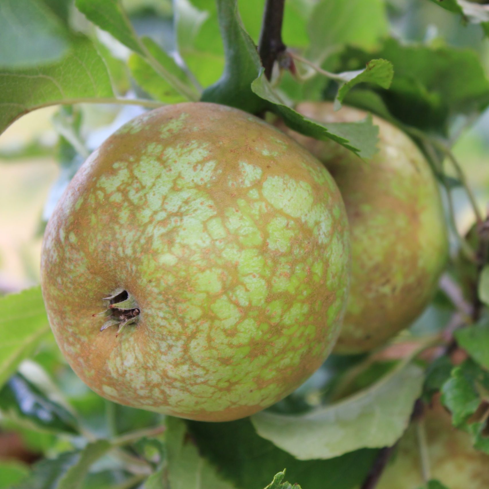 Buttermilk Russet - Image 2