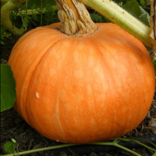 Pumpkin