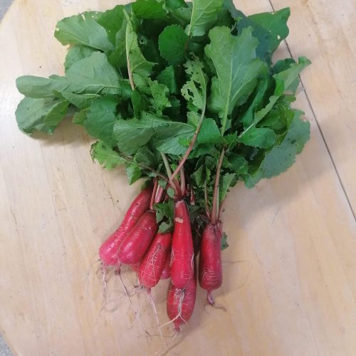 China Rose Radish